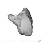 NH ZEN8 9 Mandrillus sphinx hamate left ulnar