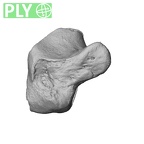 NH ZEN8 9 Mandrillus sphinx hamate left ply