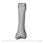 NH ZEN8 9 Mandrillus sphinx hand phalanx fifth proximal left dorsal