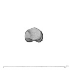 NH ZEN8 9 Mandrillus sphinx hand phalanx fifth proximal left proximal