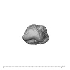 NH ZEN8 9 Mandrillus sphinx hand phalanx first proximal left distal