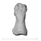 NH ZEN8 9 Mandrillus sphinx hand phalanx first proximal left dorsal