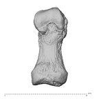 NH ZEN8 9 Mandrillus sphinx hand phalanx first proximal left palmar