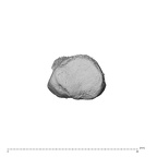 NH ZEN8 9 Mandrillus sphinx hand phalanx first proximal left proximal