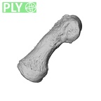 NH ZEN8 9 Mandrillus sphinx hand phalanx first proximal left ply