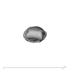 NH ZEN8 9 Mandrillus sphinx hand phalanx fourth middle left distal