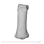 NH ZEN8 9 Mandrillus sphinx hand phalanx fourth middle left dorsal