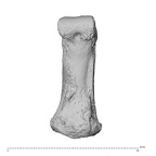 NH ZEN8 9 Mandrillus sphinx hand phalanx fourth middle left palmar