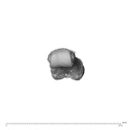 NH ZEN8 9 Mandrillus sphinx hand phalanx fourth proximal left distal