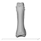 NH ZEN8 9 Mandrillus sphinx hand phalanx fourth proximal left dorsal