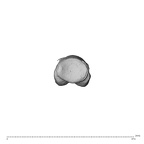 NH ZEN8 9 Mandrillus sphinx hand phalanx fourth proximal left proximal