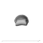 NH ZEN8 9 Mandrillus sphinx hand phalanx second middle left distal