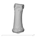 NH ZEN8 9 Mandrillus sphinx hand phalanx second middle left dorsal