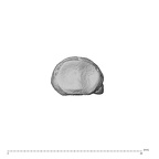 NH ZEN8 9 Mandrillus sphinx hand phalanx second middle left proximal