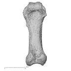 NH ZEN8 9 Mandrillus sphinx hand phalanx second proximal left palmar