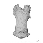 NH ZEN8 9 Mandrillus sphinx hand phalanx third middle left dorsal