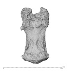 NH ZEN8 9 Mandrillus sphinx hand phalanx third middle left ulnar