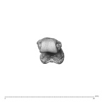 NH ZEN8 9 Mandrillus sphinx hand phalanx third proximal left distal
