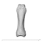 NH ZEN8 9 Mandrillus sphinx hand phalanx third proximal left dorsal