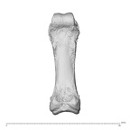 hand phalanx third proximal left