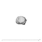 NH ZEN8 9 Mandrillus sphinx hand phalanx third proximal left proximal