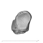 NH ZEN8 9 Mandrillus sphinx lunate left distal