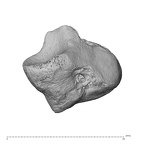 NH ZEN8 9 Mandrillus sphinx lunate left disto-ulnar