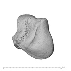 NH ZEN8 9 Mandrillus sphinx lunate left proximo-radial