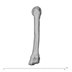 NH ZEN8 9 Mandrillus sphinx metacarpal fifth left dorsal