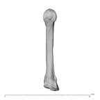 NH ZEN8 9 Mandrillus sphinx metacarpal fifth left palmar