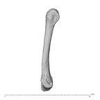 NH ZEN8 9 Mandrillus sphinx metacarpal fifth left radial