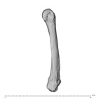 NH ZEN8 9 Mandrillus sphinx metacarpal fifth left ulnar