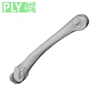 NH ZEN8 9 Mandrillus sphinx metacarpal fifth left ply