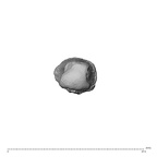 NH ZEN8 9 Mandrillus sphinx metacarpal first left distal