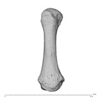 NH ZEN8 9 Mandrillus sphinx metacarpal first left dorsal