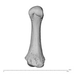 NH ZEN8 9 Mandrillus sphinx metacarpal first left palmar