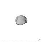 NH ZEN8 9 Mandrillus sphinx metacarpal first left proximal