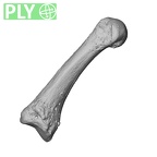 NH ZEN8 9 Mandrillus sphinx metacarpal first left ply
