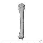 NH ZEN8 9 Mandrillus sphinx metacarpal fourth left dorsal