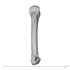 NH ZEN8 9 Mandrillus sphinx metacarpal fourth left palmar