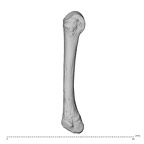 NH ZEN8 9 Mandrillus sphinx metacarpal fourth left radial