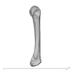 NH ZEN8 9 Mandrillus sphinx metacarpal fourth left ulnar