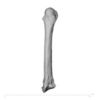 NH ZEN8 9 Mandrillus sphinx metacarpal second left dorsal