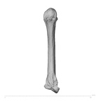 NH ZEN8 9 Mandrillus sphinx metacarpal second left palmar