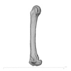 NH ZEN8 9 Mandrillus sphinx metacarpal second left radial