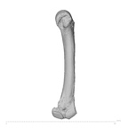 NH ZEN8 9 Mandrillus sphinx metacarpal second left ulnar