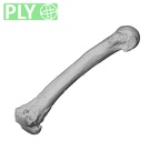 NH ZEN8 9 Mandrillus sphinx metacarpal second left ply