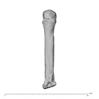 NH ZEN8 9 Mandrillus sphinx metacarpal third left dorsal