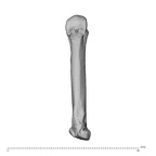 NH ZEN8 9 Mandrillus sphinx metacarpal third left palmar