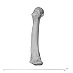 NH ZEN8 9 Mandrillus sphinx metacarpal third left radial